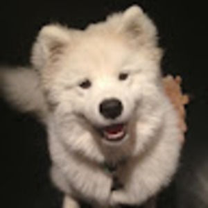 Meet your Posher, Franklin